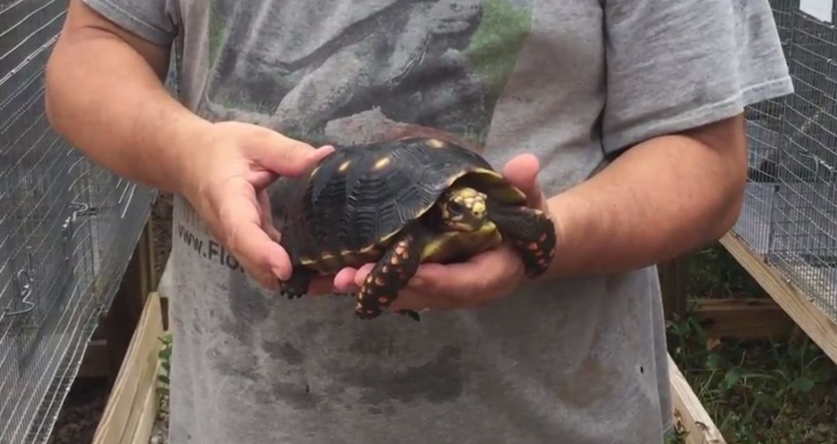 7-7-inch-male-Redfoot-tortoise-a.jpg