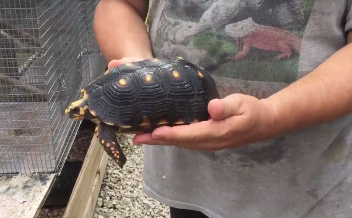 7-7-inch-male-Redfoot-tortoise-b.jpg