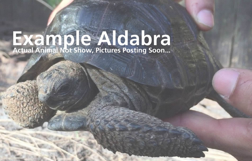 10626/Aldabra-Sample.jpg