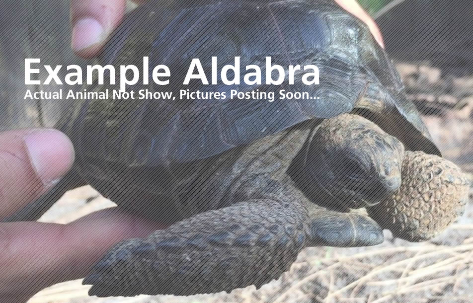 10634/Aldabra-Sample.jpg