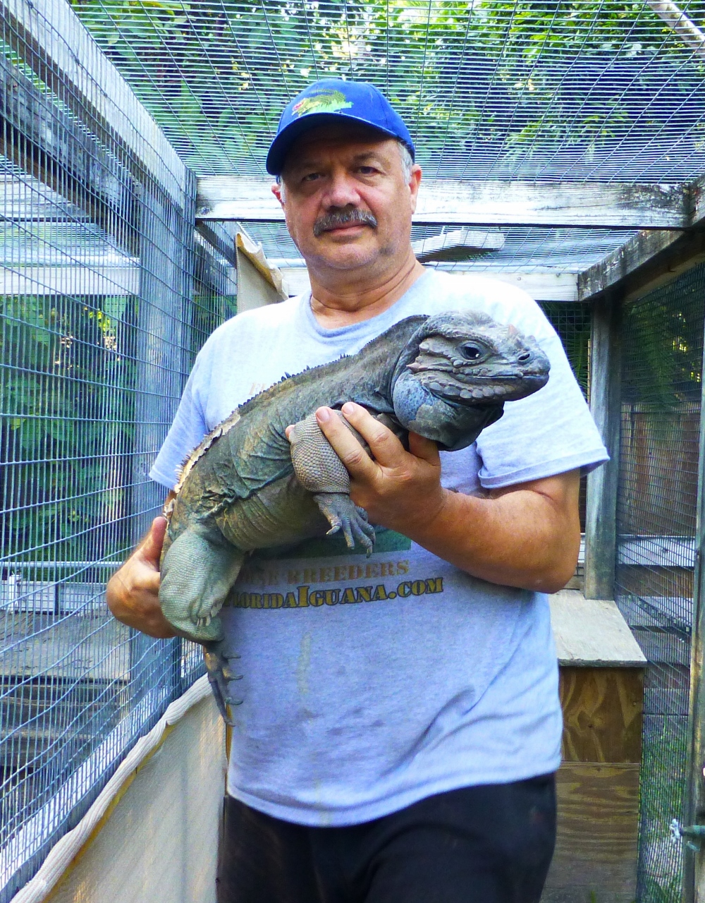 Large-Male-Rhino-Iguna-Named-Muckey-30-years-old-in-Florida-Iguana.jpg