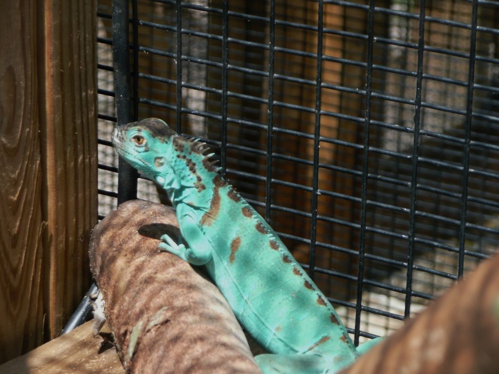/Iguanas/Green-Color-Morphs/Axanthic-Blue