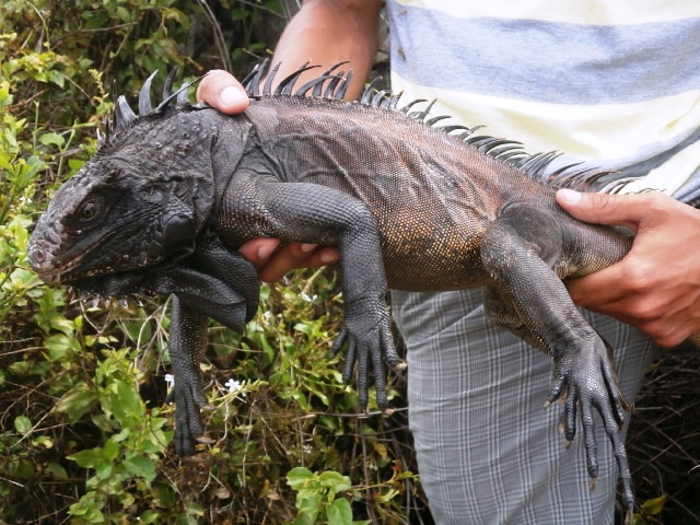 Adult-Black-Dragon-Iguana-Saba-Island.JPG