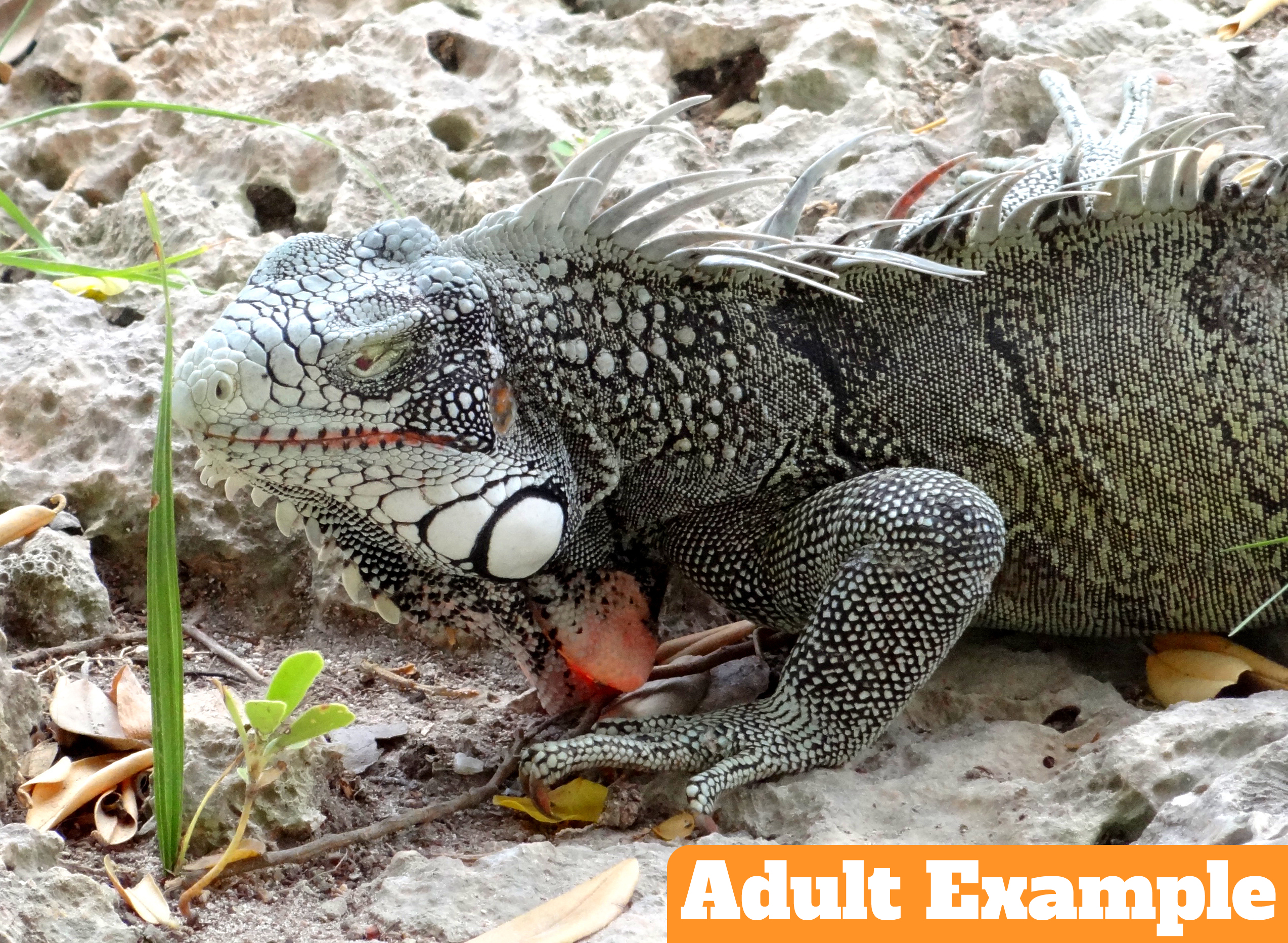 Example-Adult-White-Head-Curacao-Iguana.jpg