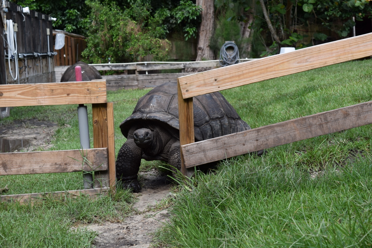 Large-Aldabra-Tortoise-looking-through-fence.jpg