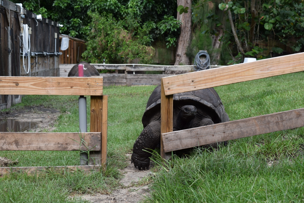 Large-Male-Aldabra-Tortoise-looking-through-fence.jpg
