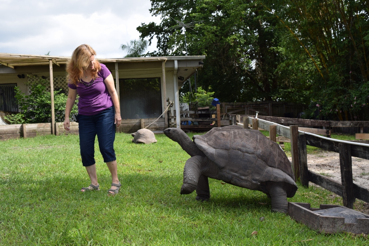 Oliver-chasing-Laura-larhe-Male-Aldabra-Tortoise.jpg