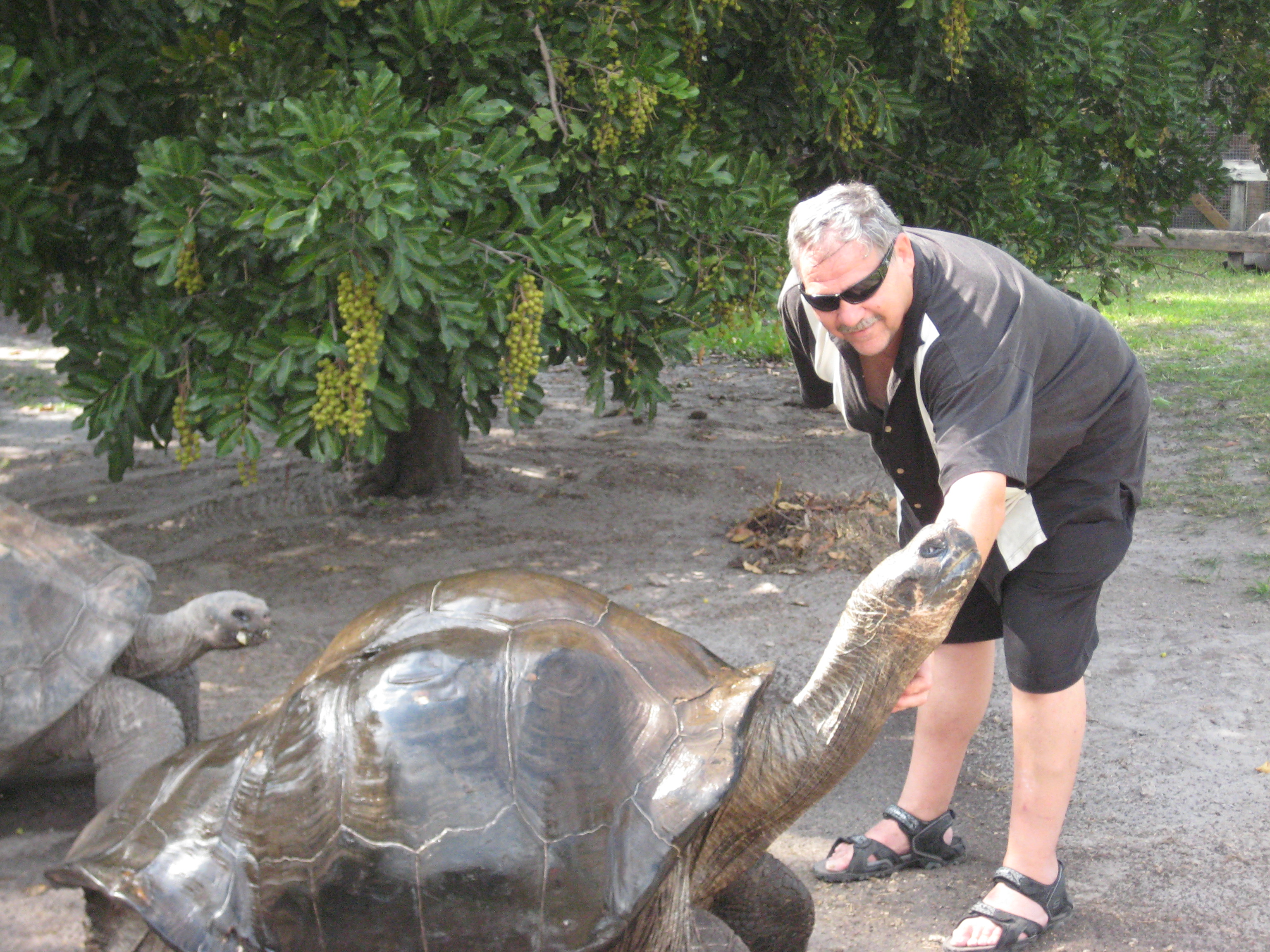 /Tortoises/Galapagos