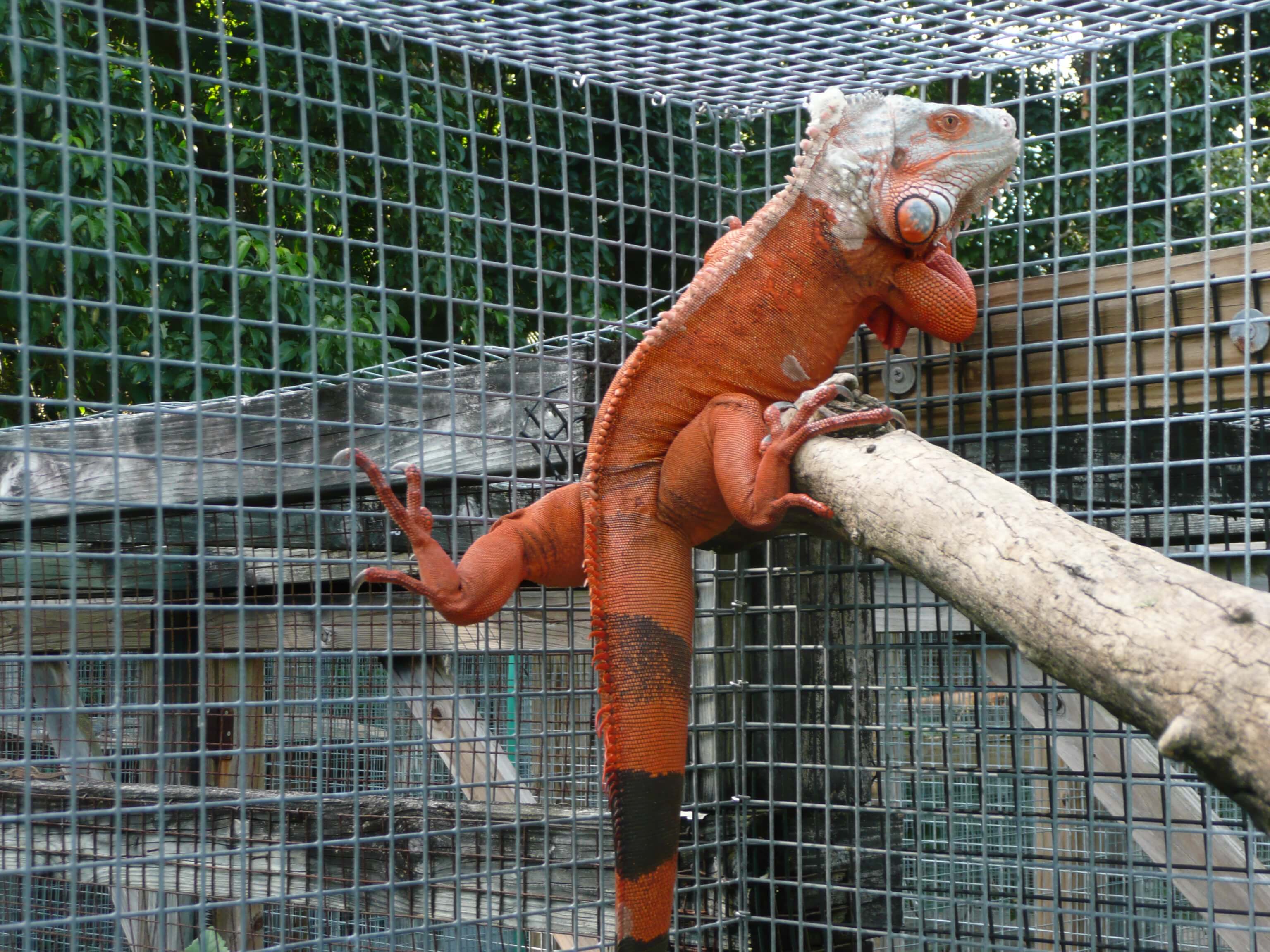 red green iguana