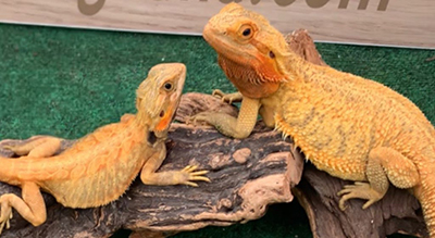 /BeardedDragon/BeardedDragon