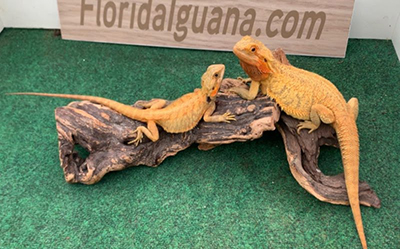 /BeardedDragon/BeardedDragon