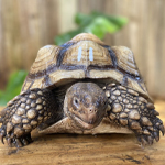 African Sulcata Adult