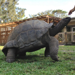 Aldabra Adults