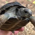 Aldabra Hatchlings