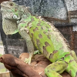 Curacao Iguanas