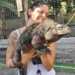 Cyclura Cuban