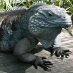 Cyclura Lewisi Hybrids