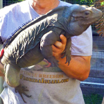 Cyclura Rhino