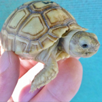 African Sulcata Hatchlings