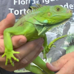 Red Iguanas