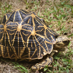 Star Tortoise