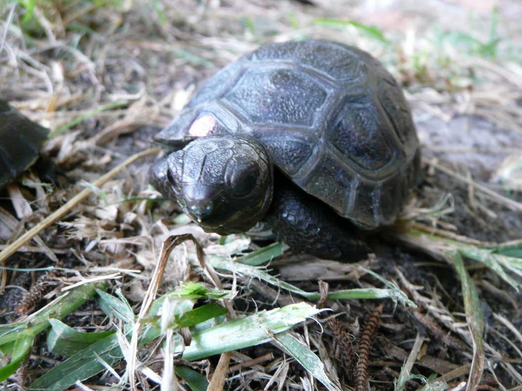 aldabra perfect