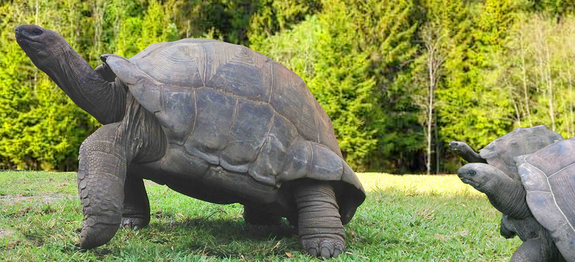 Florida Iguana & Tortoise Breeders