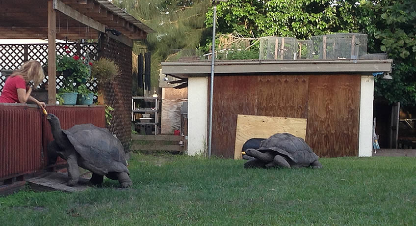 Florida Iguana Tortoise Breeders