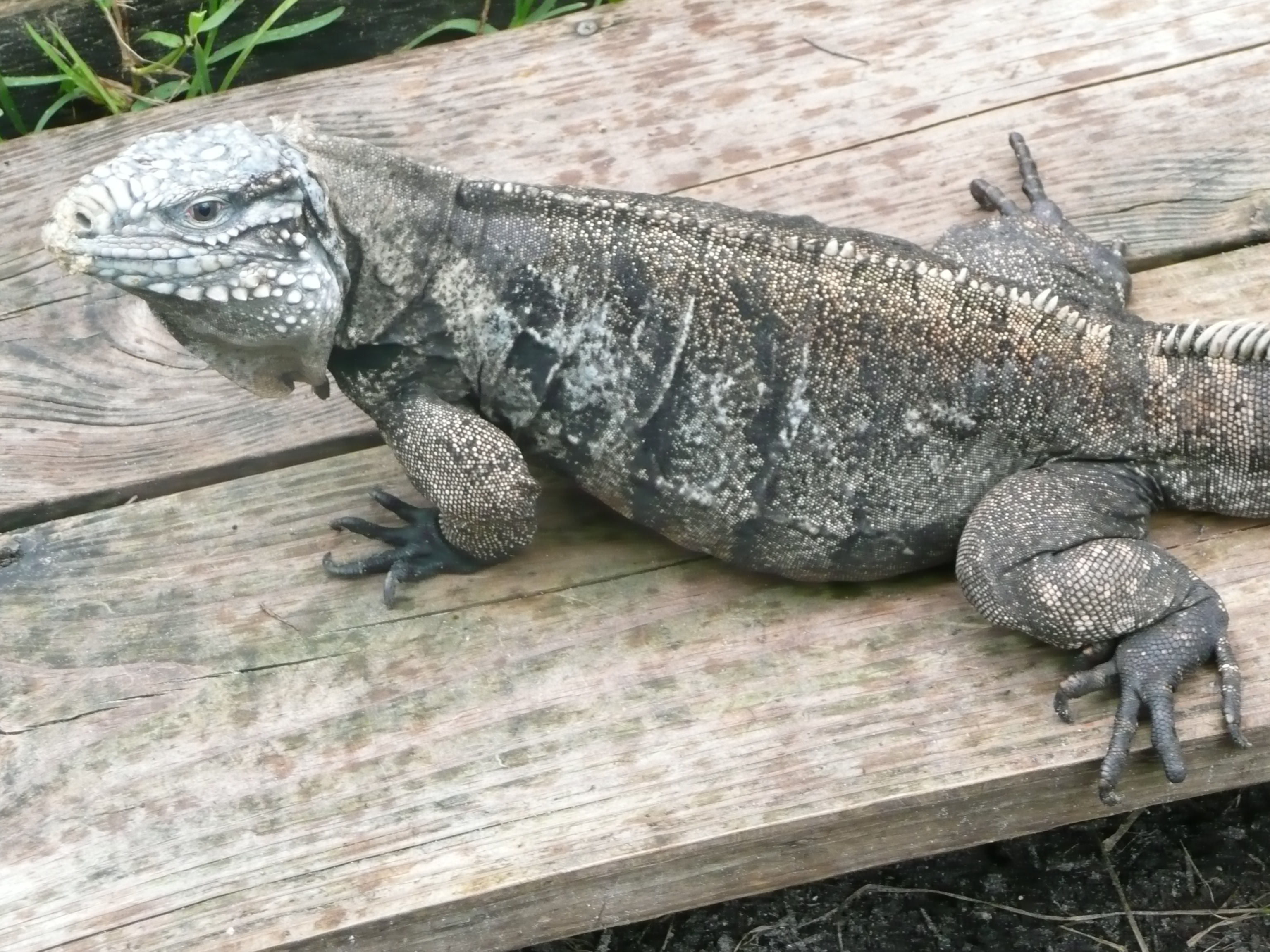 iguana cuban