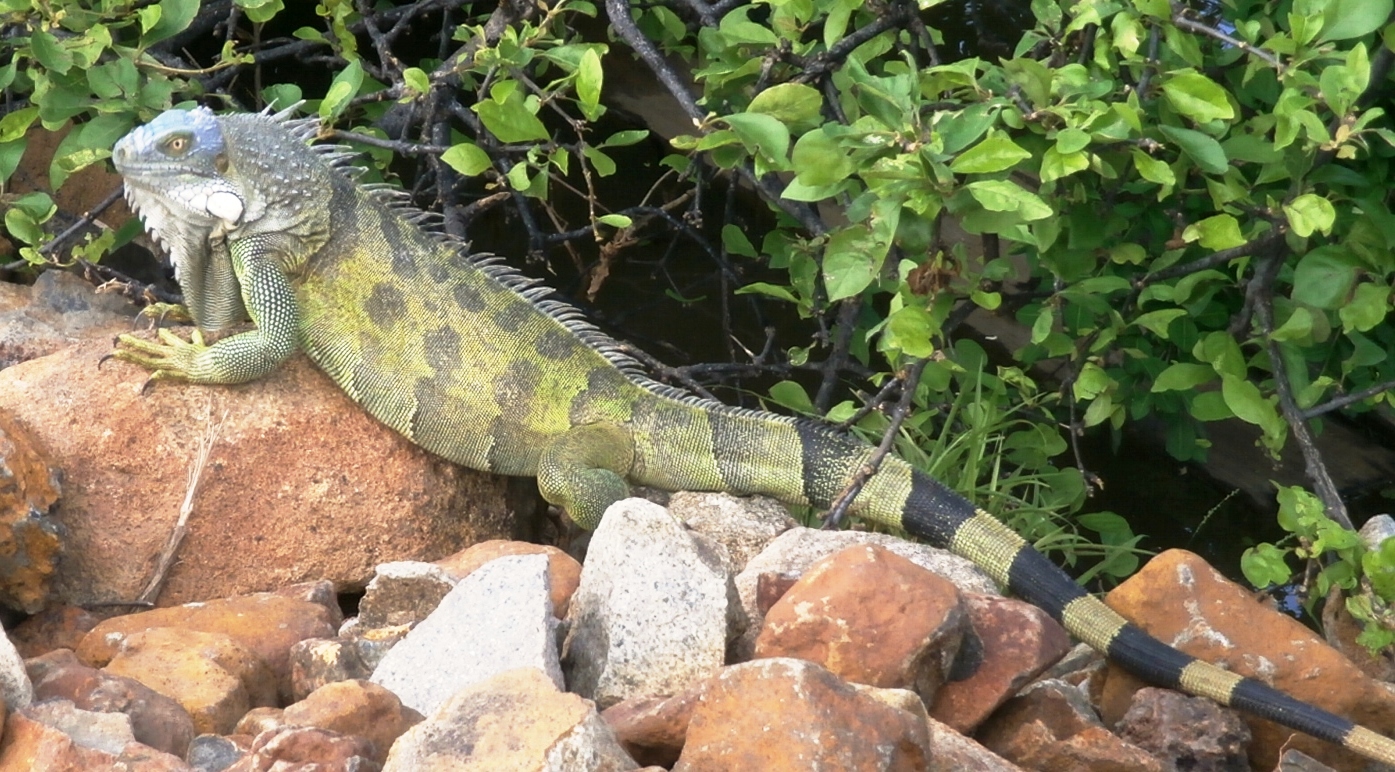 /Iguanas/Green-Color-Morphs/Blue-Head//LG-Blue-Head-Iguana-Male.JPG