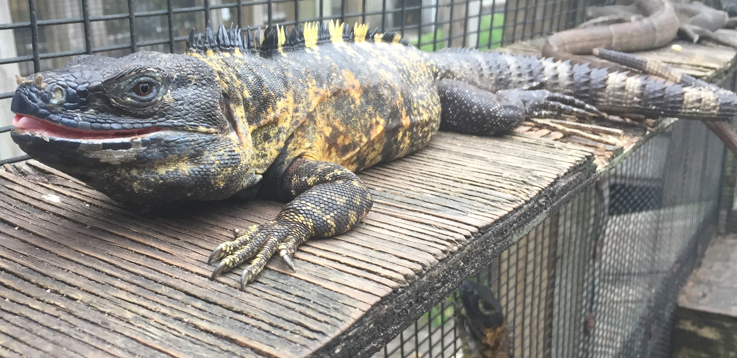 /Iguanas/Green-Color-Morphs/Pectinata-Banana//Male-Pectinada.JPG