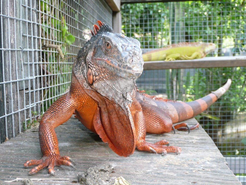 red green iguana