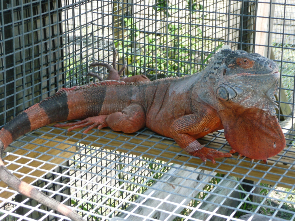 Photos of Iguanas Super Red - Florida Iguana & Tortoise Breeders