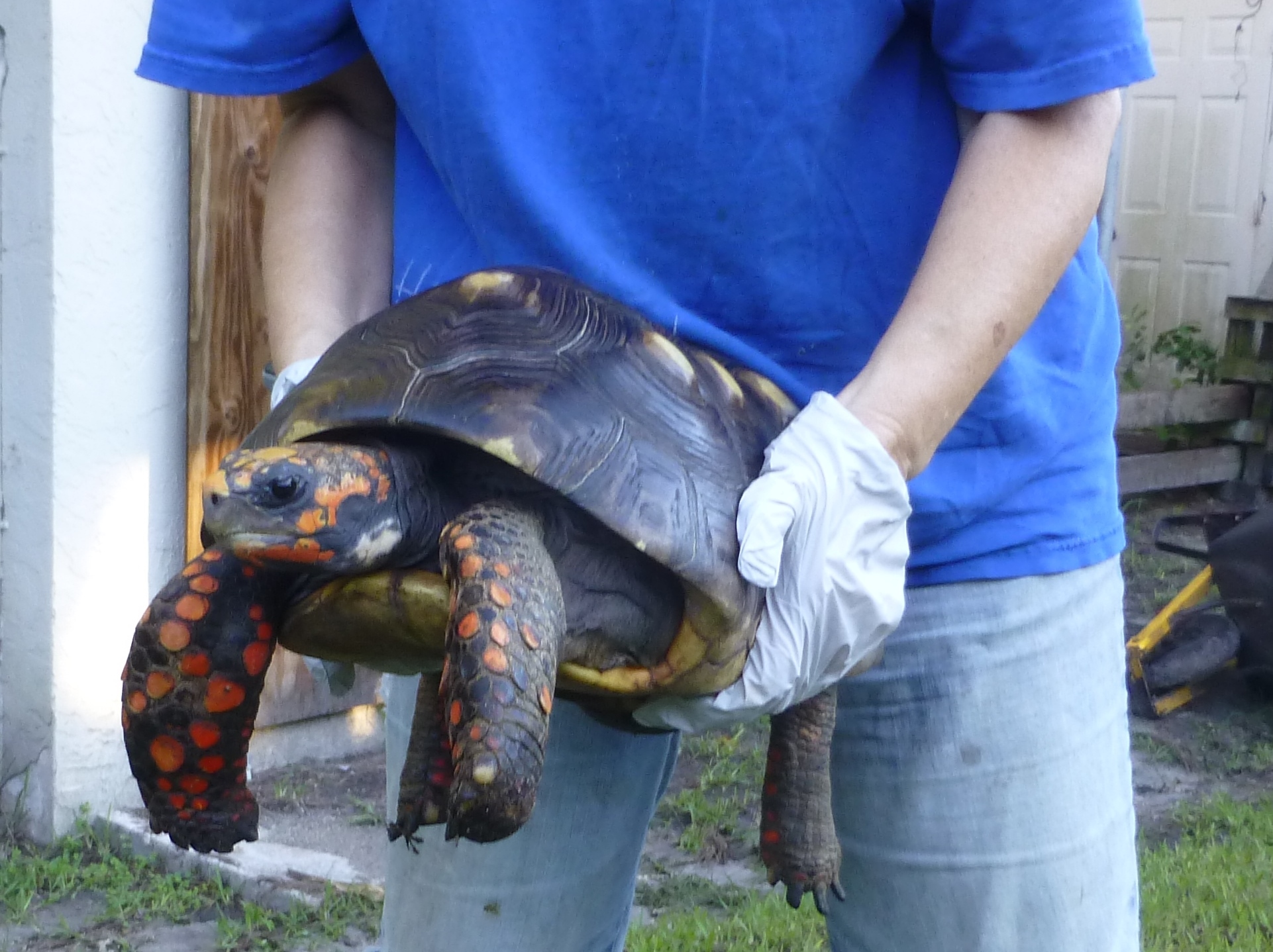 /Tortoises/Giant-Barbados-Redfoot/Barbados-Refoot-Male-Adult-4.JPG