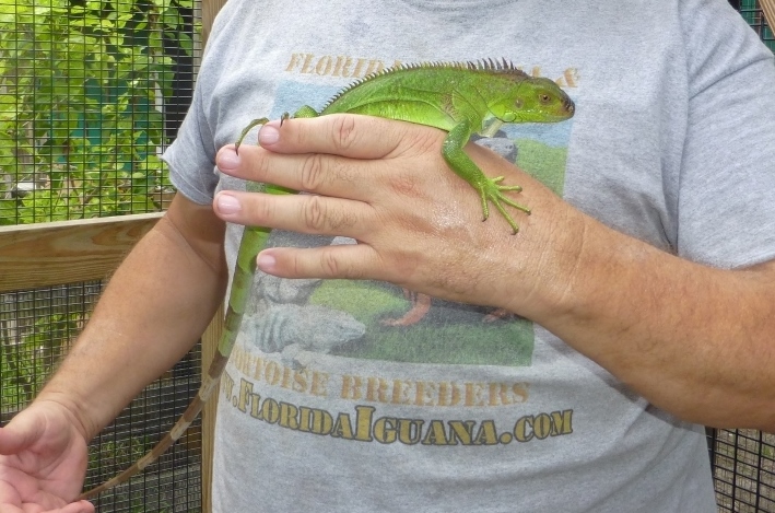 10031/100PercentHetHypomelanisticIguana2014.jpg