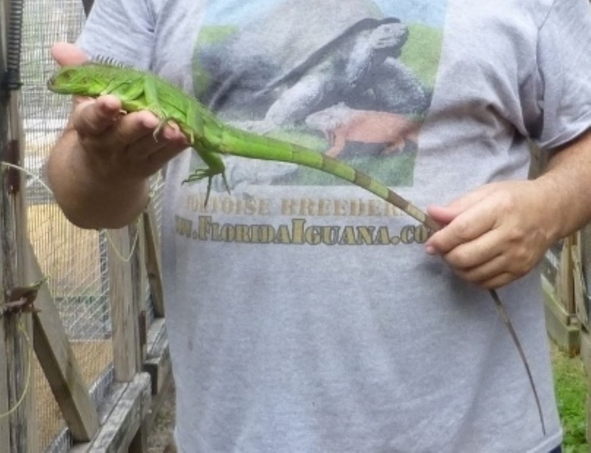 100PercentHetHypomelanisticIguanaB2014.jpg