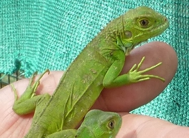 10041/HypogreenIguana2015.jpg