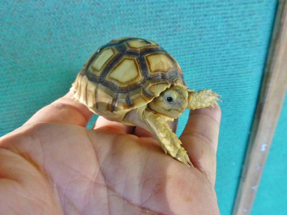 Florida Iguana & Tortoise Breeders