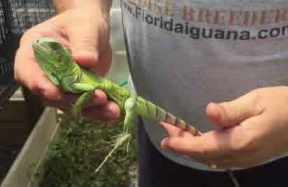 10314/TheCaribbeanBlueHeadIguana2016.jpg