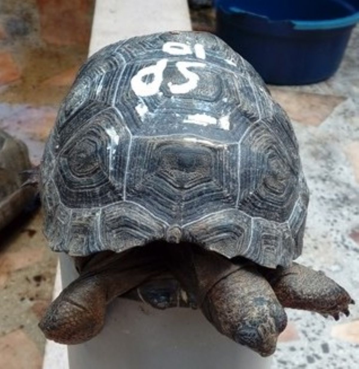 Florida Iguana & Tortoise Breeders