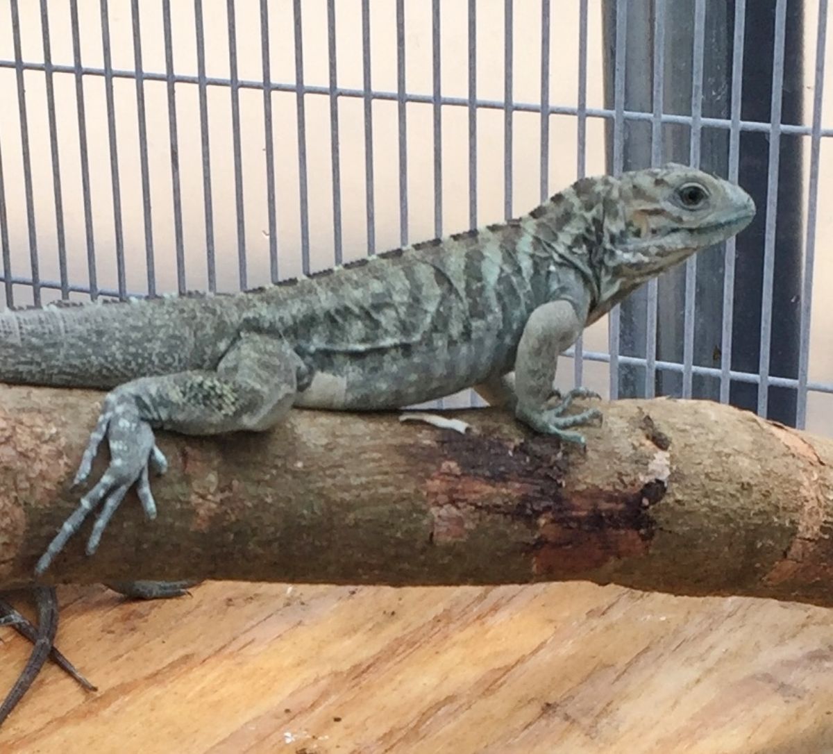 Blue-Rhino-Hatchling-Iguana.JPG