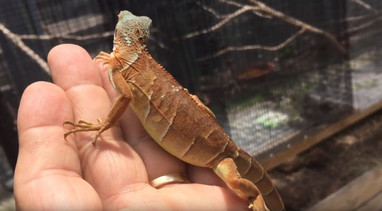 10655/Crimson-Albino-Hatching-Iguanas.jpg