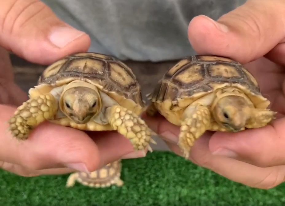 11022/Ivory-Sulcata-Tortoise-Hatchlings.jpg