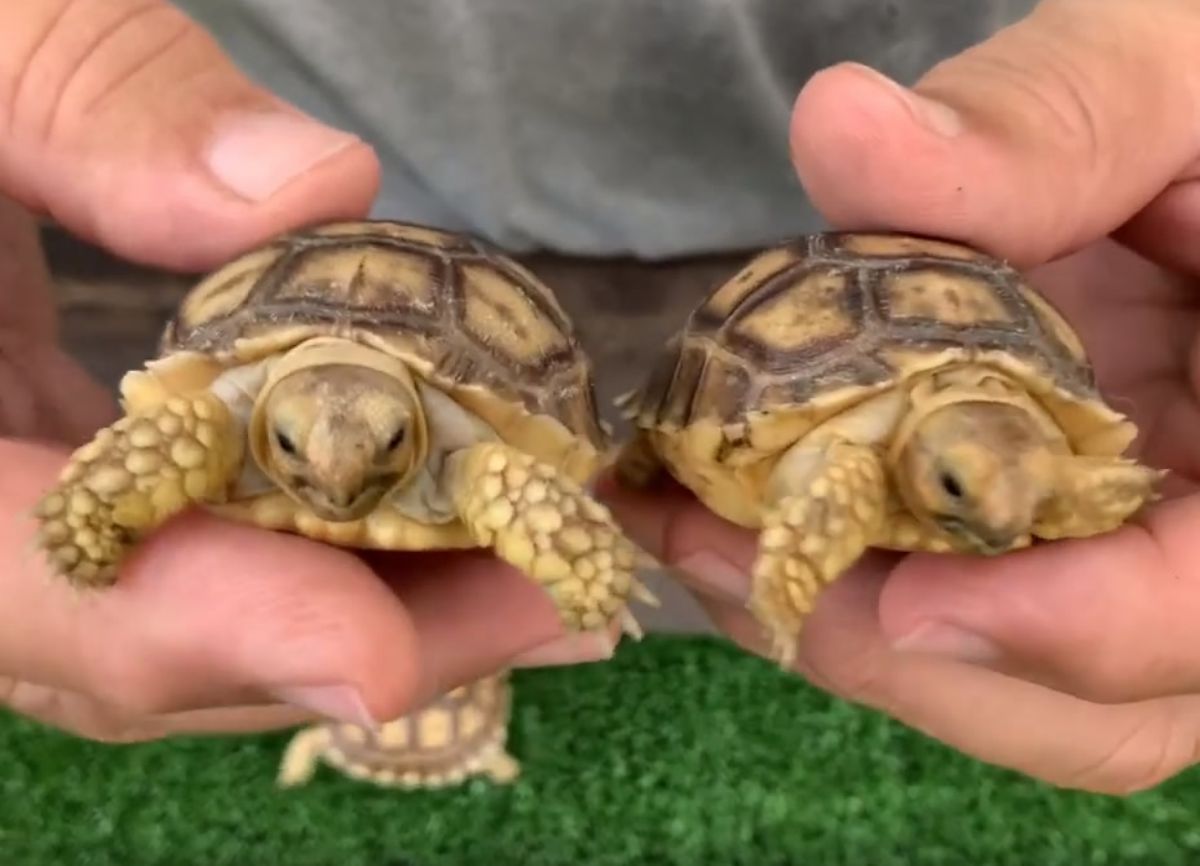 Florida Iguana & Tortoise Breeders