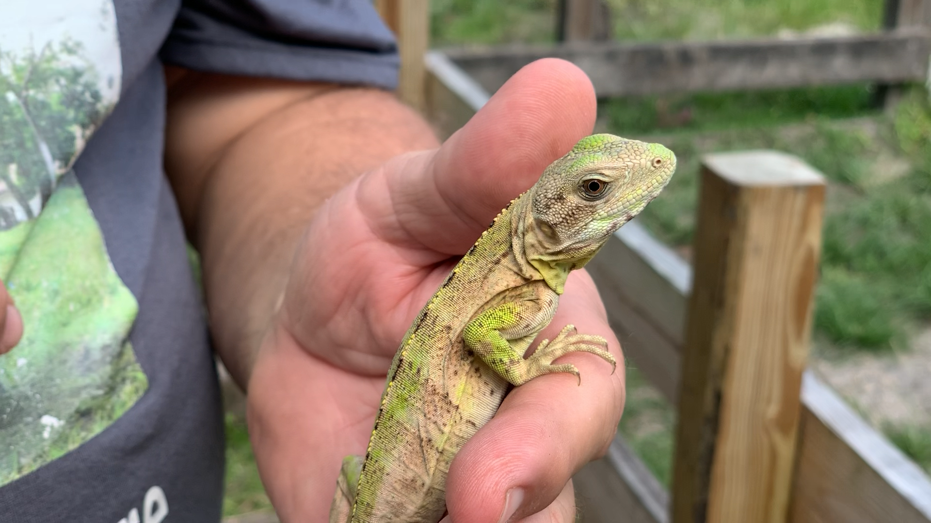 Florida Iguana & Tortoise Breeders