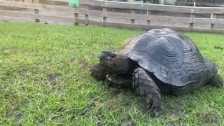 12013/BlackmoutainTortoise16inchesmq1.jpg
