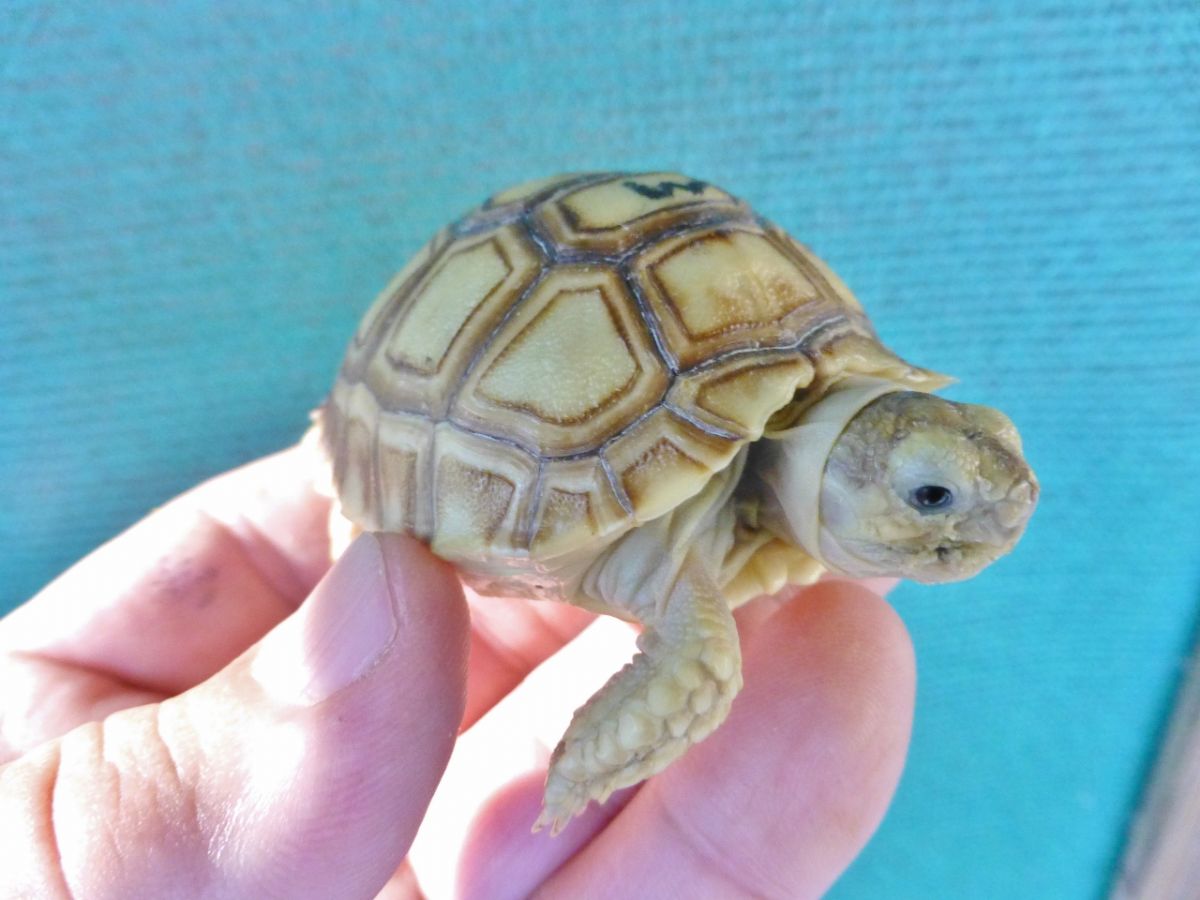 12015/Albino-Ivory-Sulcata-Male-2inchesb.jpg