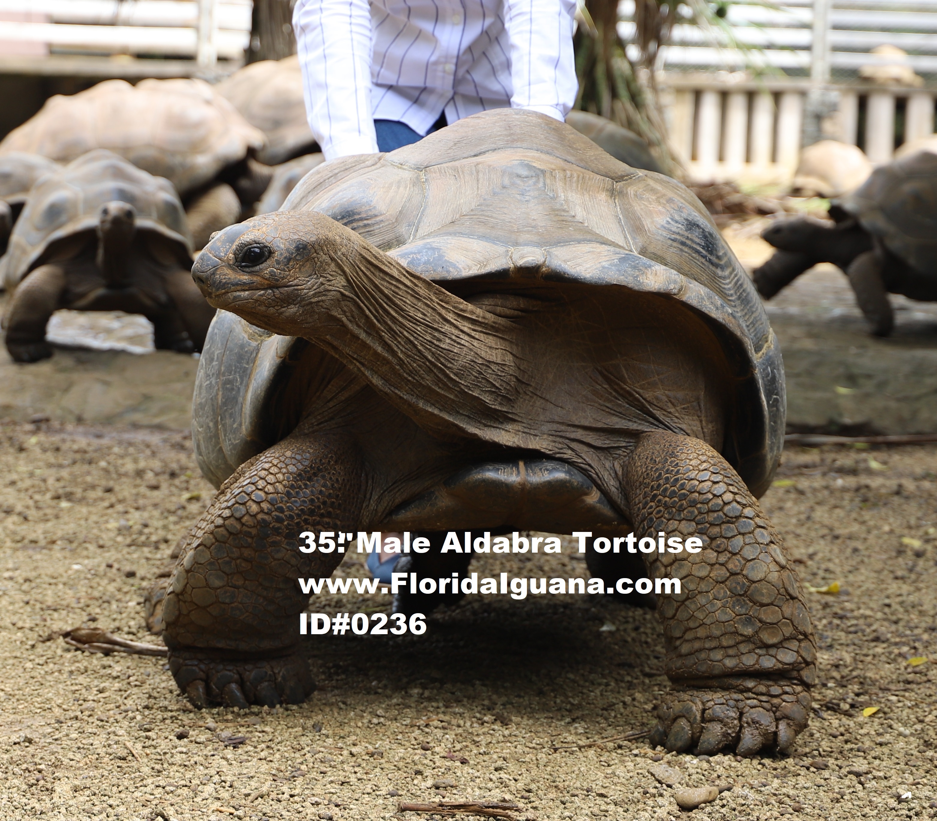 12176/Male236-35.5inchesCropedwater.jpg
