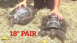 12226/18malefemalepair.jpg
