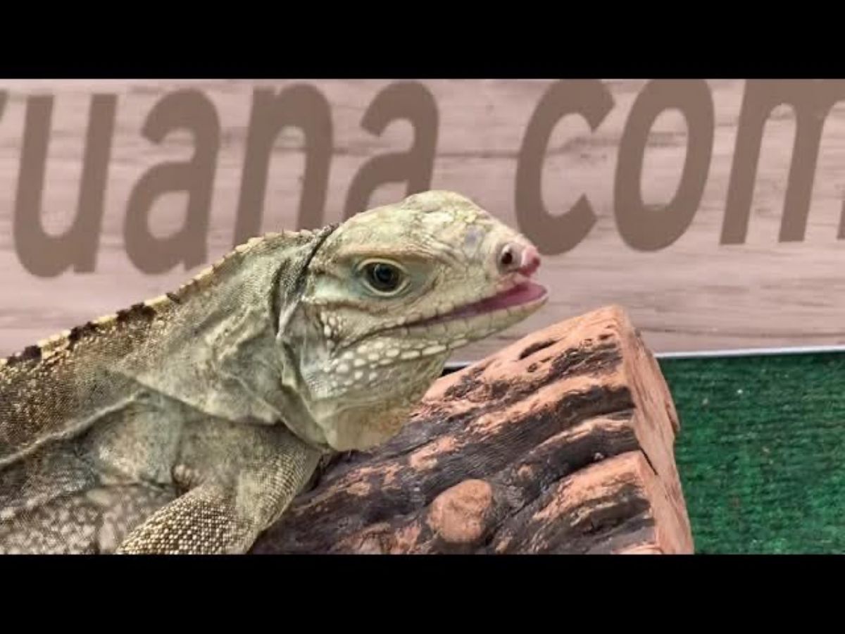 12283/screen/IMG_1024.jpeg